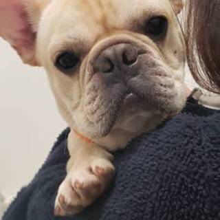 フレンチはまちくん