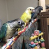 パクちゃん