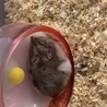 アズキ