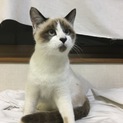 好奇心旺盛！生後5ヶ月の猫ちゃんです。