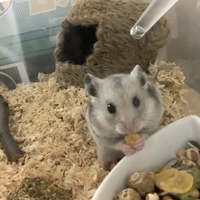 ゴンちゃん