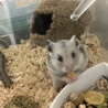 ゴンちゃん