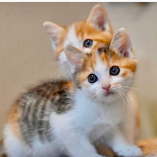 相模湖で保護された甘えん坊兄弟