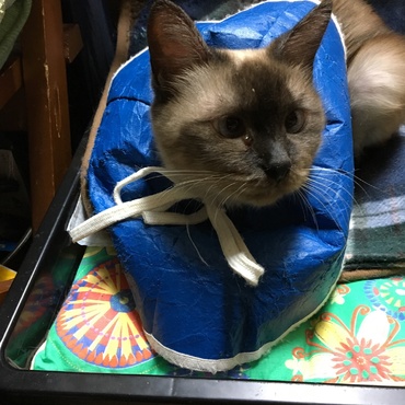 舐めハゲ防止のポンチョスタイル(^^)