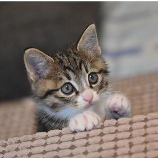 相模湖で保護された甘えん坊兄弟のキジ白君