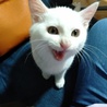 人懐っこい白猫♂4ヶ月 サムネイル2