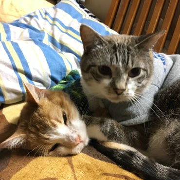 むねおの具合が悪く心配なイシちゃん