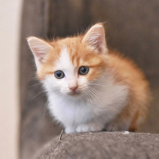 相模湖で保護された甘えん坊兄弟の茶トラ白女子
