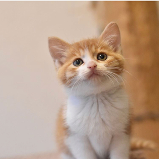 相模湖で保護された甘えん坊兄弟の茶トラ女子