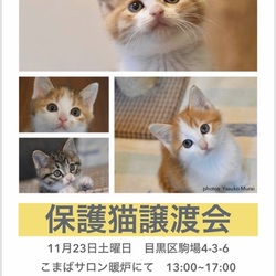 保護猫譲渡会