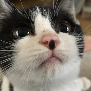 ゴロゴロ上手で一緒に暮らして楽しい女の子