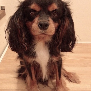 キャバリア1歳小眼球