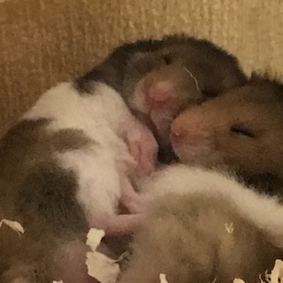 間違えてクローズしてしまったので再オープン