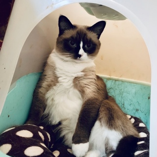 ブラウン猫ちゃんピーちゃん