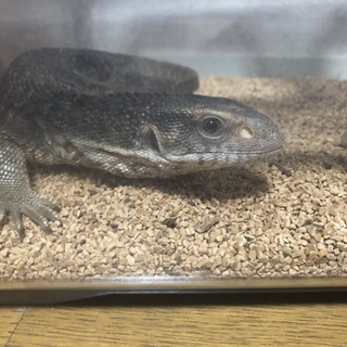 サバンナオオトカゲの里親募集
