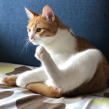 の写真