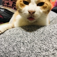 風太