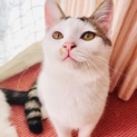 ふわふわもちもちマイペースな玉ちゃん