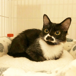 調布市から☆個性的な柄の白黒男子☆子猫です！