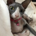 甘えん坊で人懐っこい