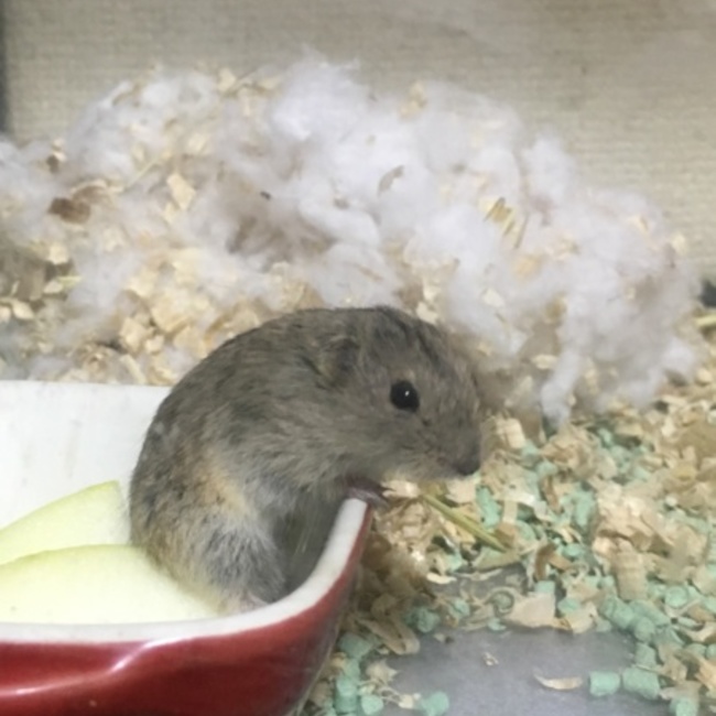 ひめりあのカバー写真