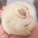 里親募集