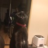 あおいあおいのすけ