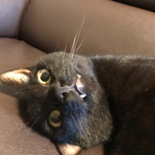 あおいあおいのすけのカバー写真