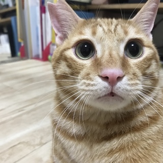 エイズキャリアだけど元気いっぱい茶トラ君