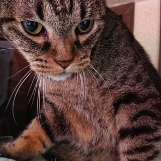 おめめぱっちり猫ちゃん