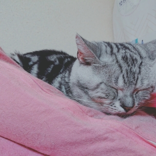 ブサカワな男の子(血統書付き)