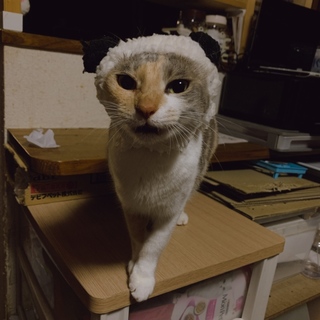 パステル三毛のるいちゃん♀
