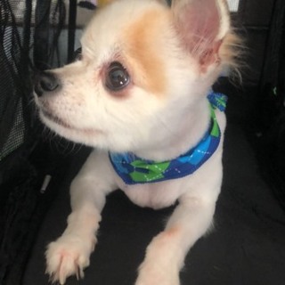 【里親決定】おとなしくちょっと臆病な僕の家族に！