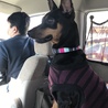 車でのお出かけもおとなしくてお利口さんのデラです