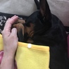 ソファでお昼寝中。必ず体の一部を私に密着して寝ます