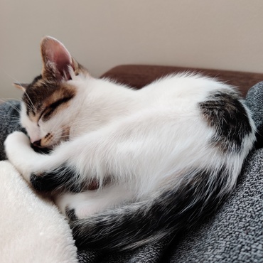 お腹の上でお昼寝