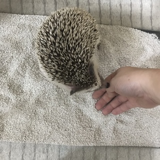 ハリネズミ女の子3歳