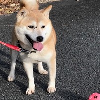 春