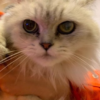 ずっとのお家を募集中