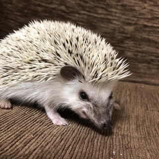 ハリネズミ 里親募集
