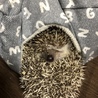 ハリネズミ 里親募集 サムネイル2