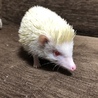 ハリネズミ 里親募集 サムネイル3