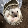 ハリネズミ 里親募集 サムネイル4