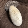 ハリネズミ 里親募集 サムネイル6