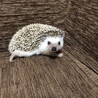 ハリネズミ 里親募集 サムネイル7