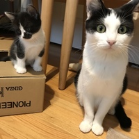 コハダ
