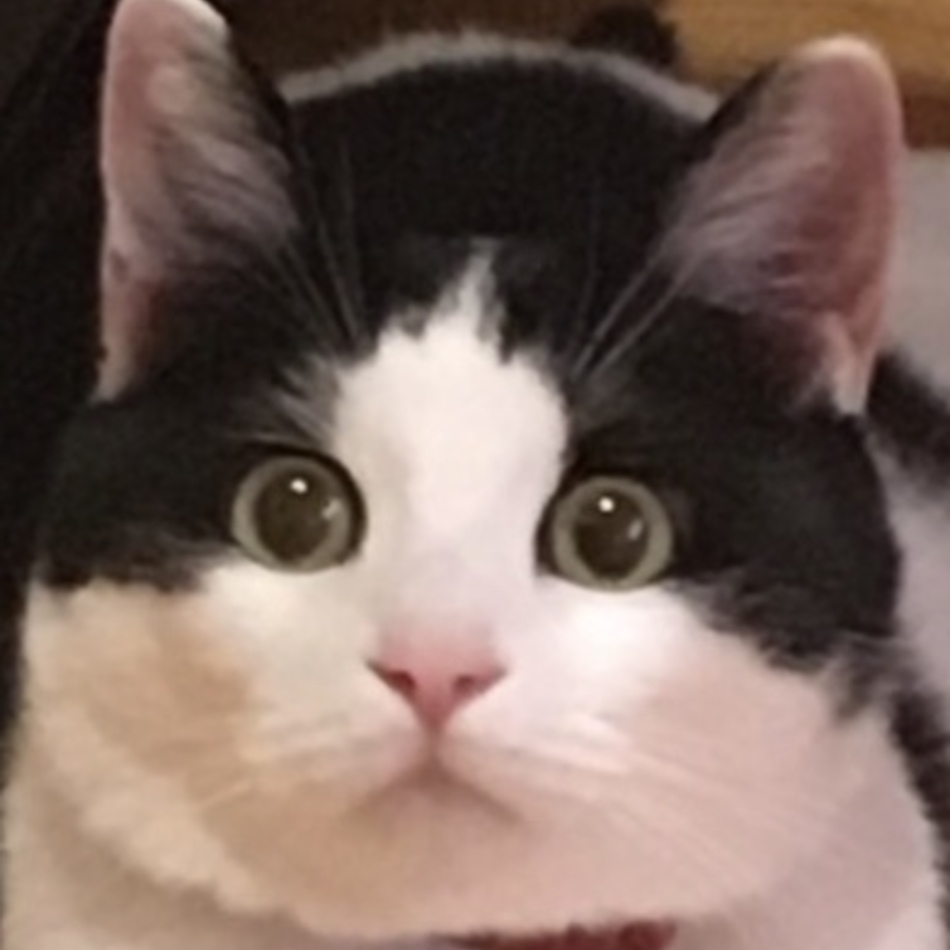 コハダのカバー写真