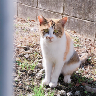 小柄で声もキュートな三毛猫ちゃん