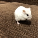 ハムスター 里親さん募集