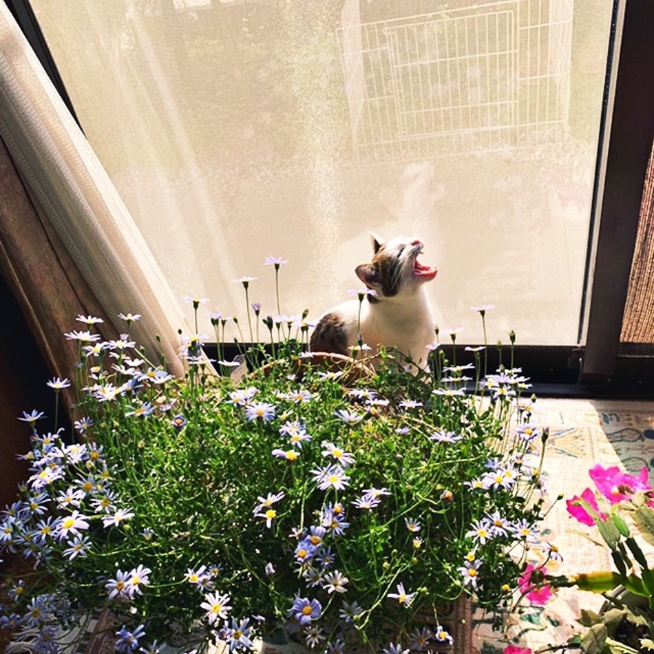 くーのカバー写真